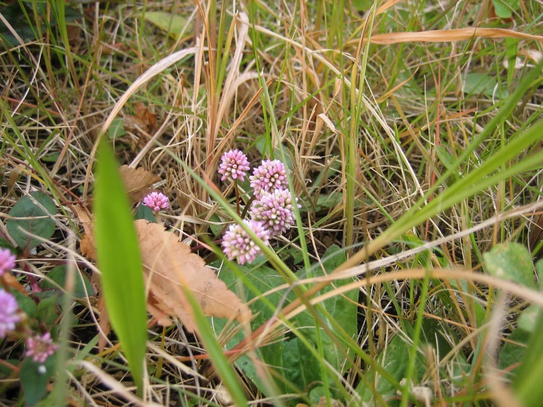 Canon キヤノン IXY DIGITAL 60 動作確認済