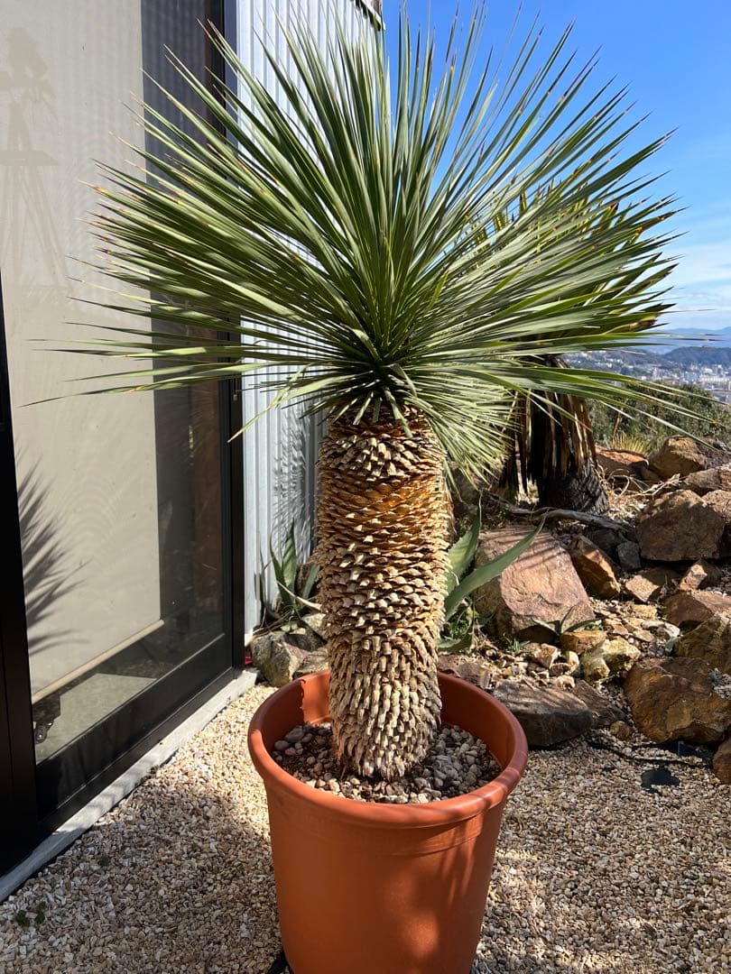 【厳選極太美形株】ユッカ ロストラータ Yucca rostrata