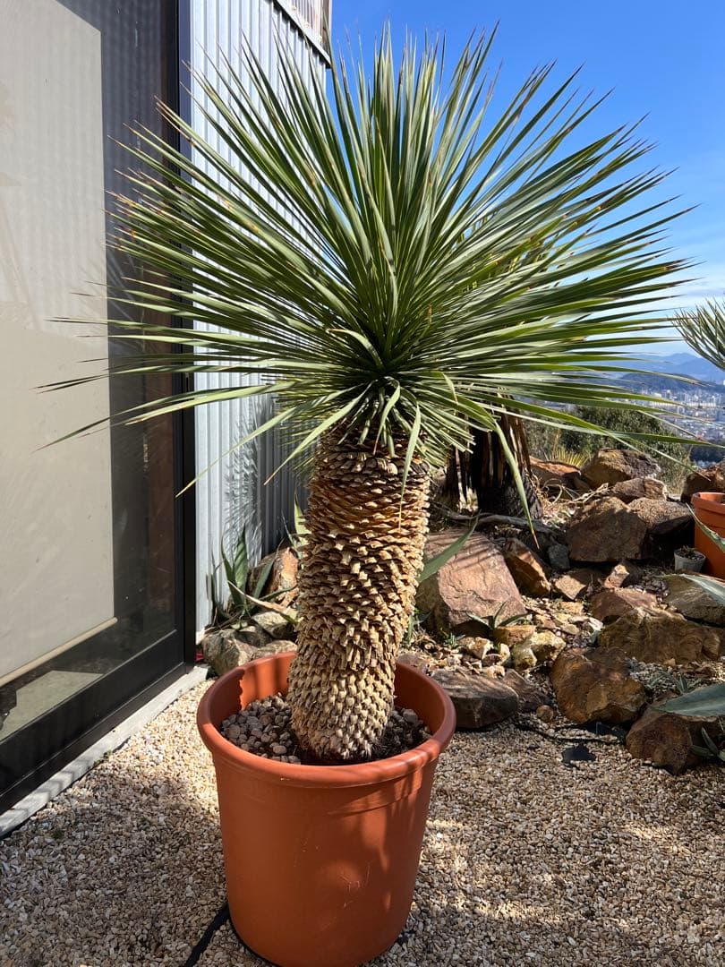 【厳選極太美形株】ユッカ ロストラータ Yucca rostrata