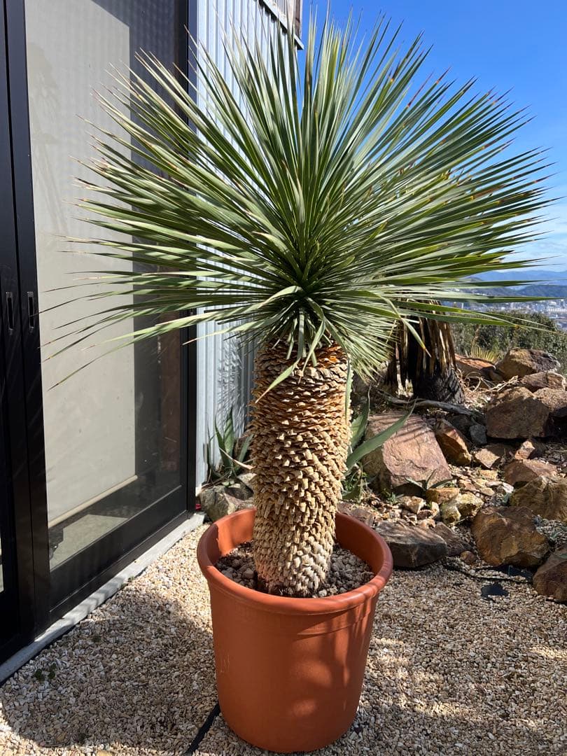 【厳選極太美形株】ユッカ ロストラータ Yucca rostrata