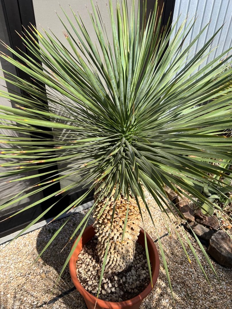 【厳選極太美形株】ユッカ ロストラータ Yucca rostrata
