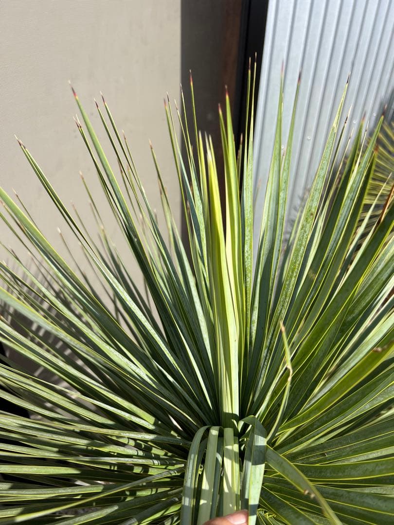 【厳選極太美形株】ユッカ ロストラータ Yucca rostrata