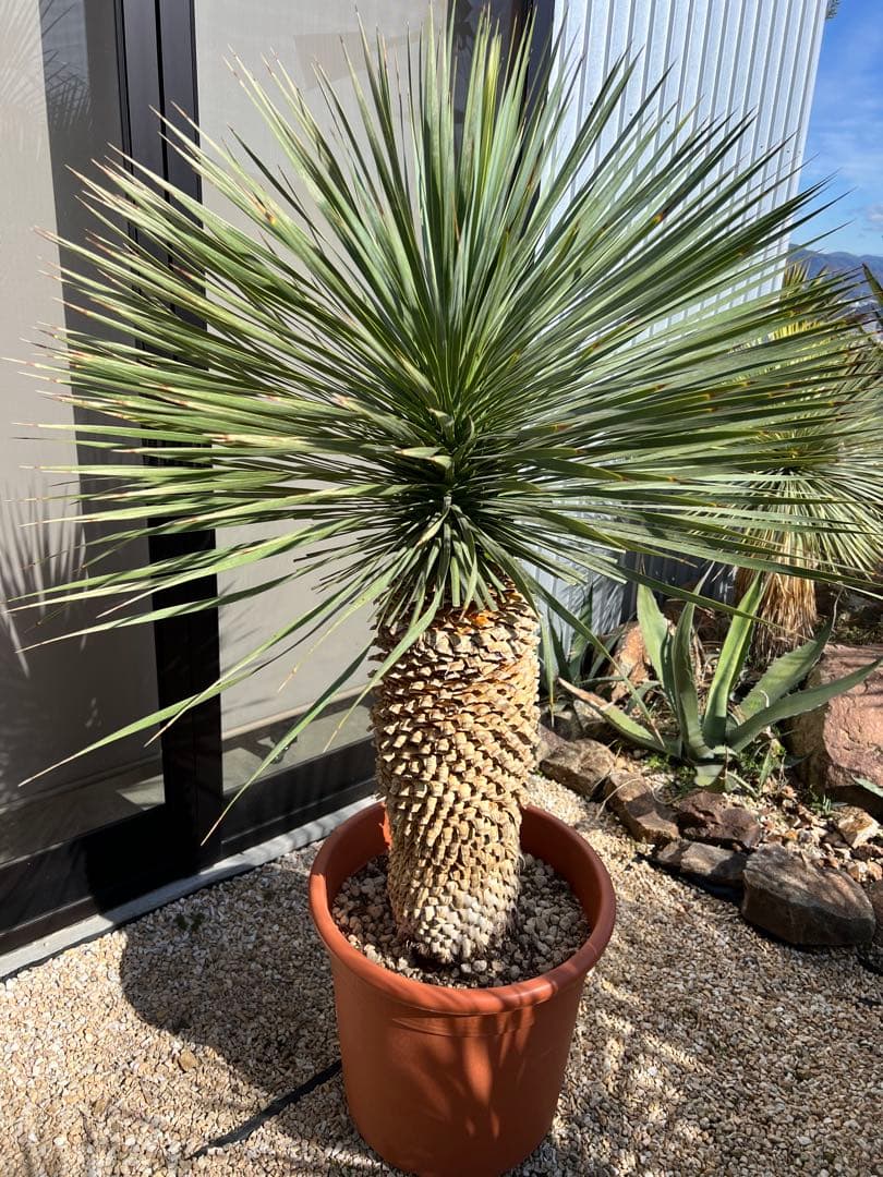 【厳選極太美形株】ユッカ ロストラータ Yucca rostrata