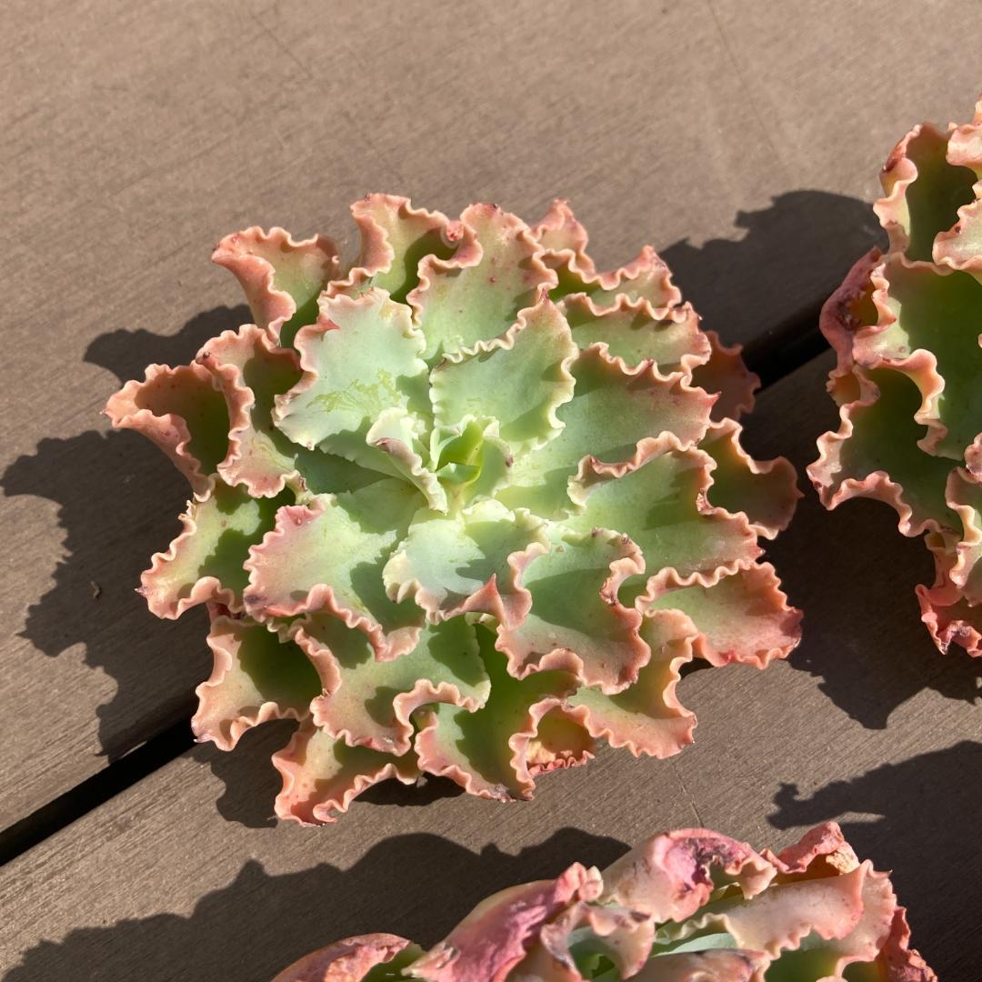 【新入荷】エケベリア　韓国苗　ブルーフォックス　多肉植物