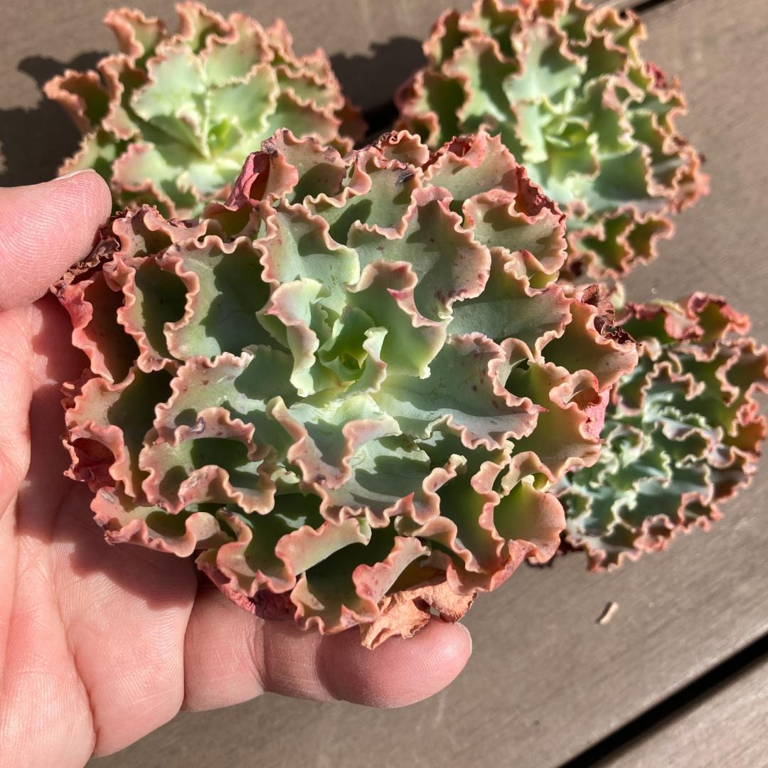 【新入荷】エケベリア　韓国苗　ブルーフォックス　多肉植物