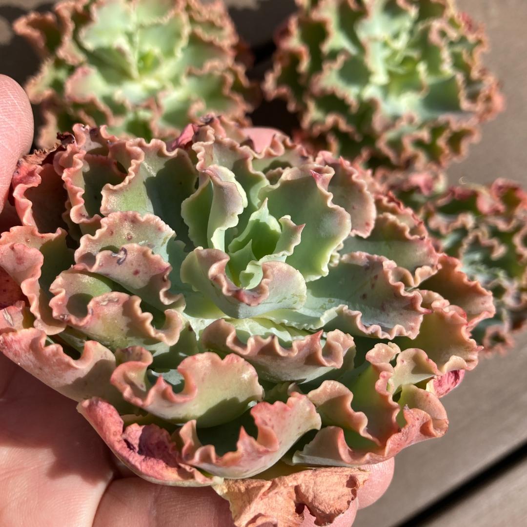 【新入荷】エケベリア　韓国苗　ブルーフォックス　多肉植物