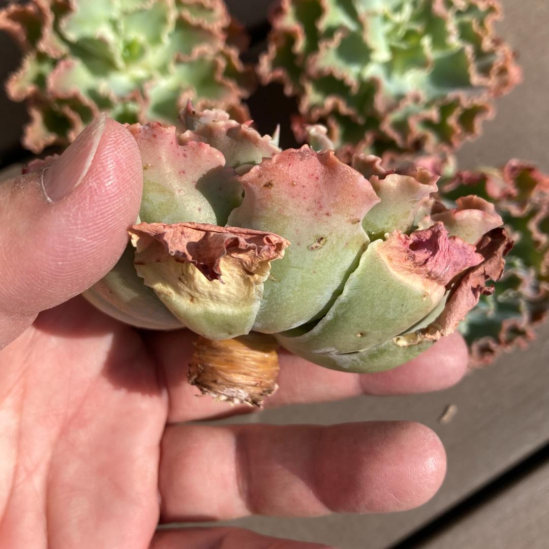 【新入荷】エケベリア　韓国苗　ブルーフォックス　多肉植物