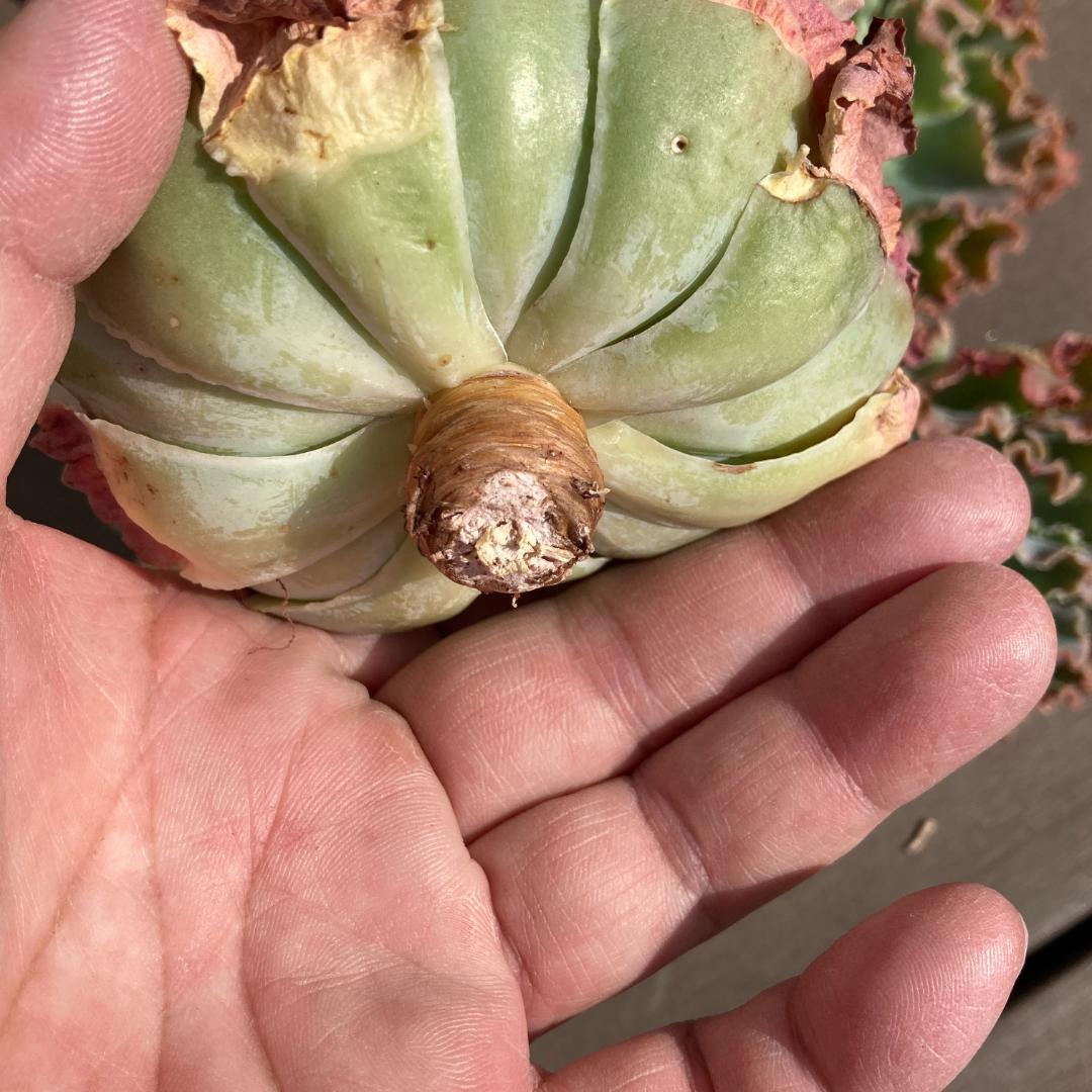 【新入荷】エケベリア　韓国苗　ブルーフォックス　多肉植物