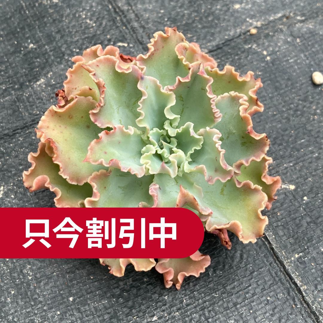 【新入荷】エケベリア　韓国苗　ブルーフォックス　多肉植物