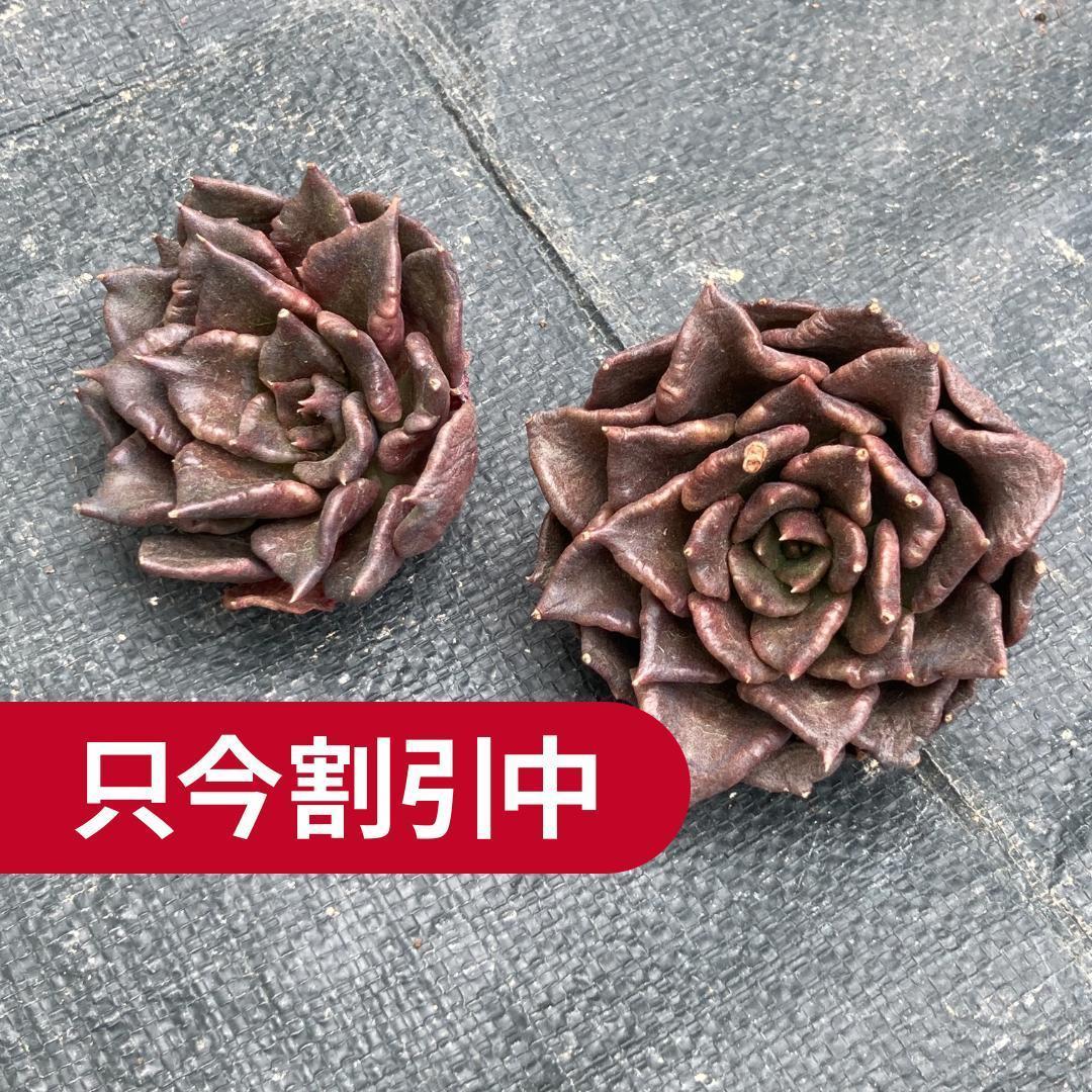 【新入荷】エケベリア　韓国苗　ブルーフォックス　多肉植物