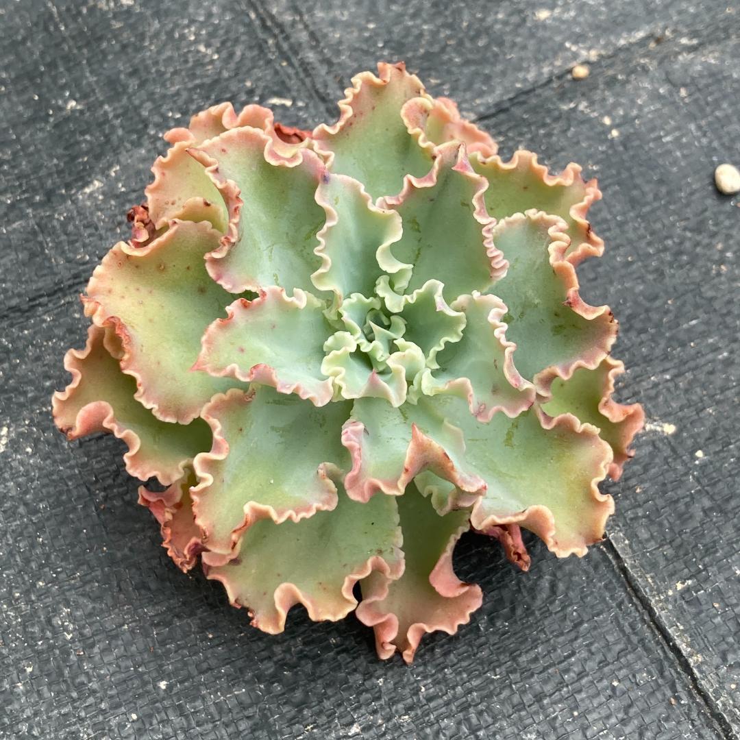 【新入荷】エケベリア　韓国苗　ブルーフォックス　多肉植物