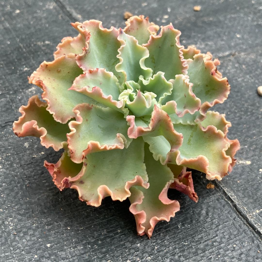 【新入荷】エケベリア　韓国苗　ブルーフォックス　多肉植物