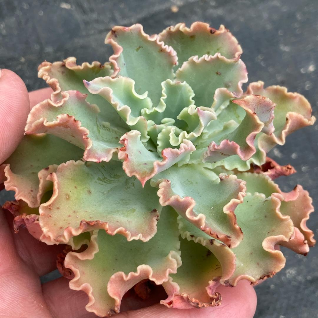 【新入荷】エケベリア　韓国苗　ブルーフォックス　多肉植物
