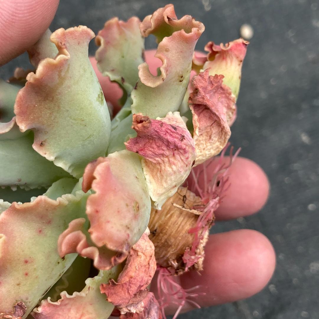 【新入荷】エケベリア　韓国苗　ブルーフォックス　多肉植物