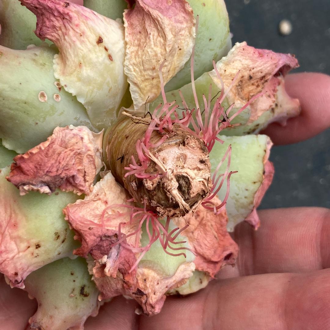 【新入荷】エケベリア　韓国苗　ブルーフォックス　多肉植物