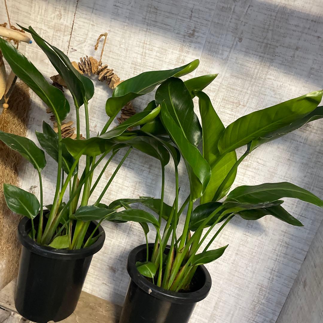 週末特価！2鉢価格！オーガスタ　ストレリチア　ニコライ　苗　苗木　3株植え　8号