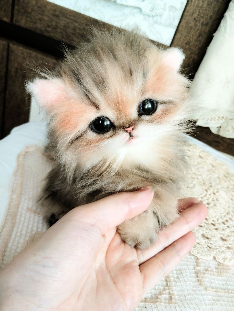 チンチラゴールデン♡子猫のふわりちゃん♡アートドール♡ぬいぐるみ♡