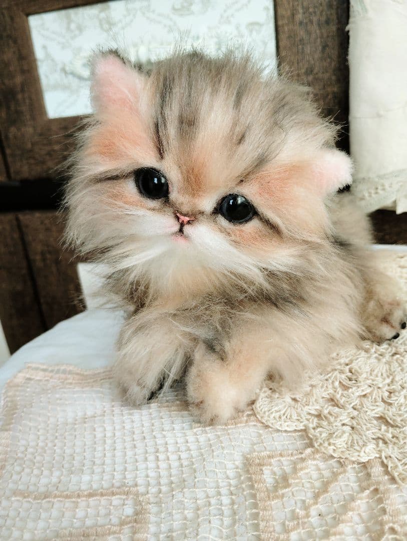 チンチラゴールデン♡子猫のふわりちゃん♡アートドール♡ぬいぐるみ♡