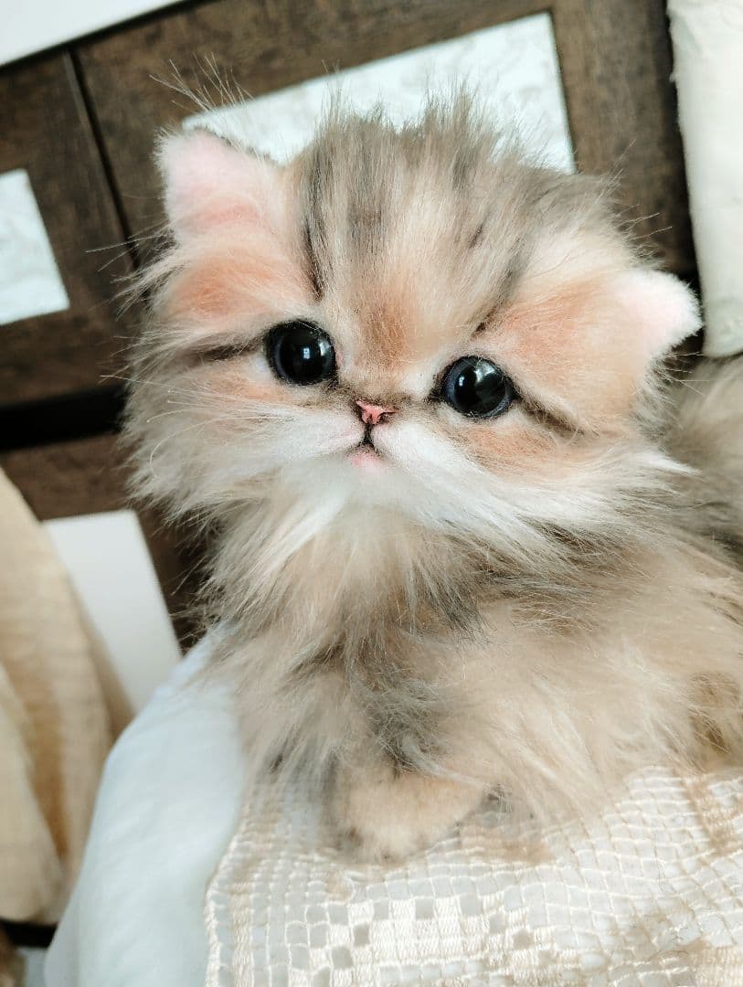 チンチラゴールデン♡子猫のふわりちゃん♡アートドール♡ぬいぐるみ♡