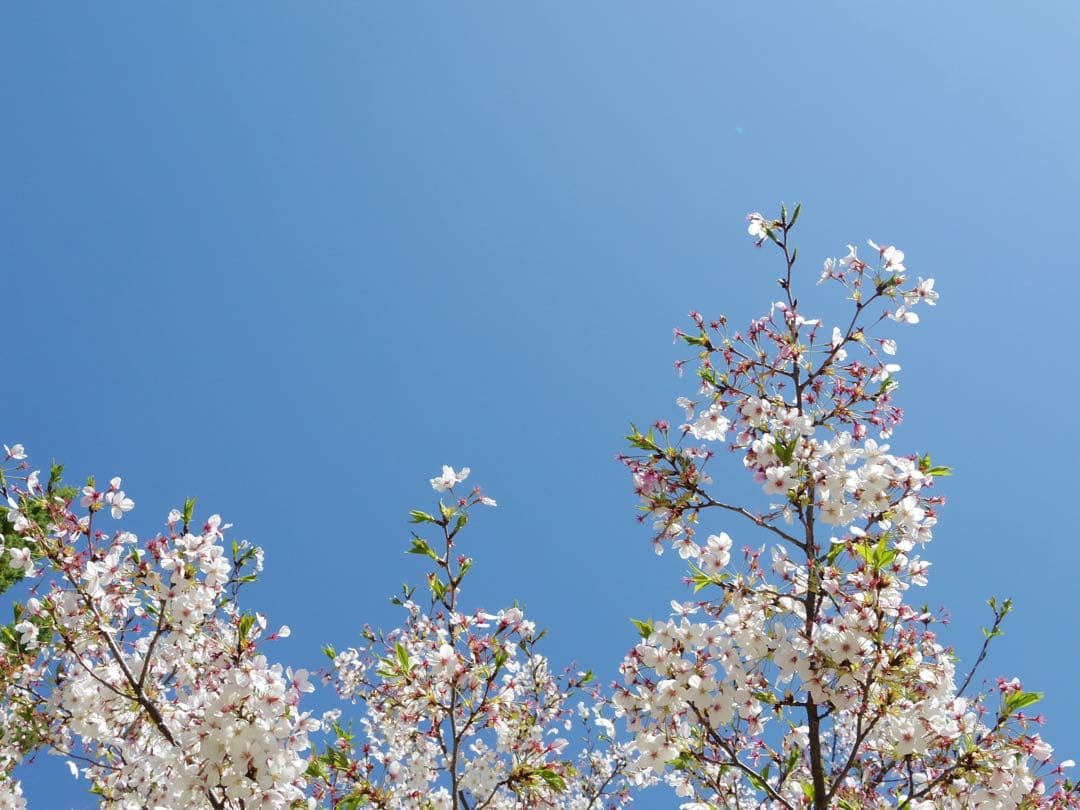 PENTAX Q10 標準ズームレンズ、TV LENS付き