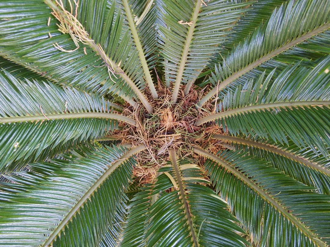 PENTAX Q10 標準ズームレンズ、TV LENS付き