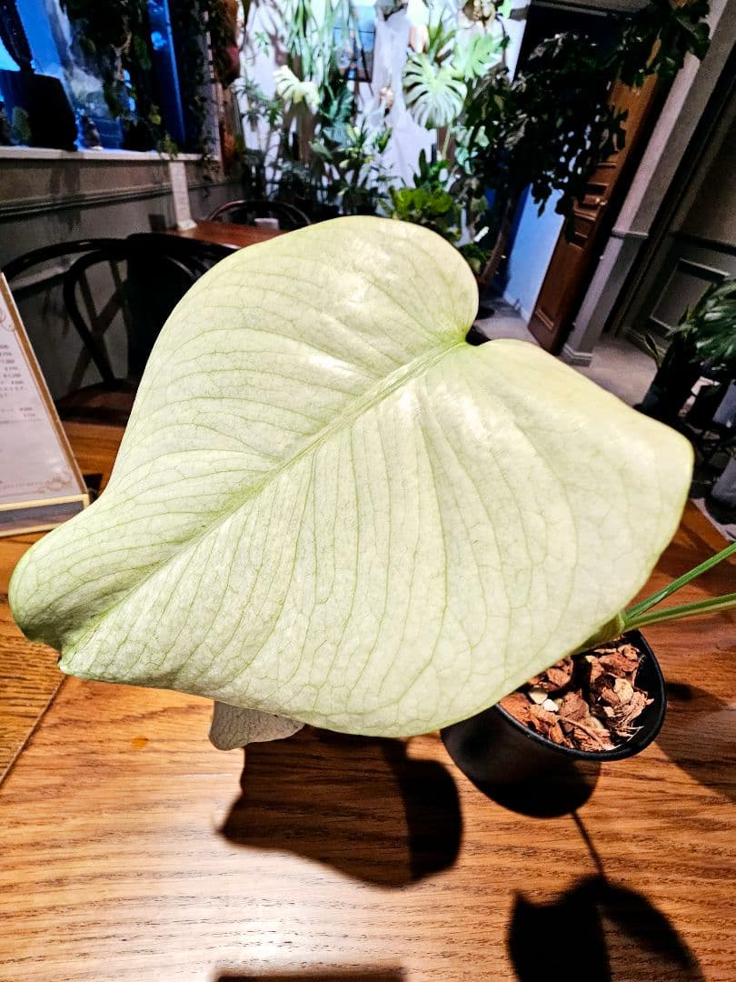 モンステラ　デリシオーサ　ホワイトモンスター　ミント斑　散り斑