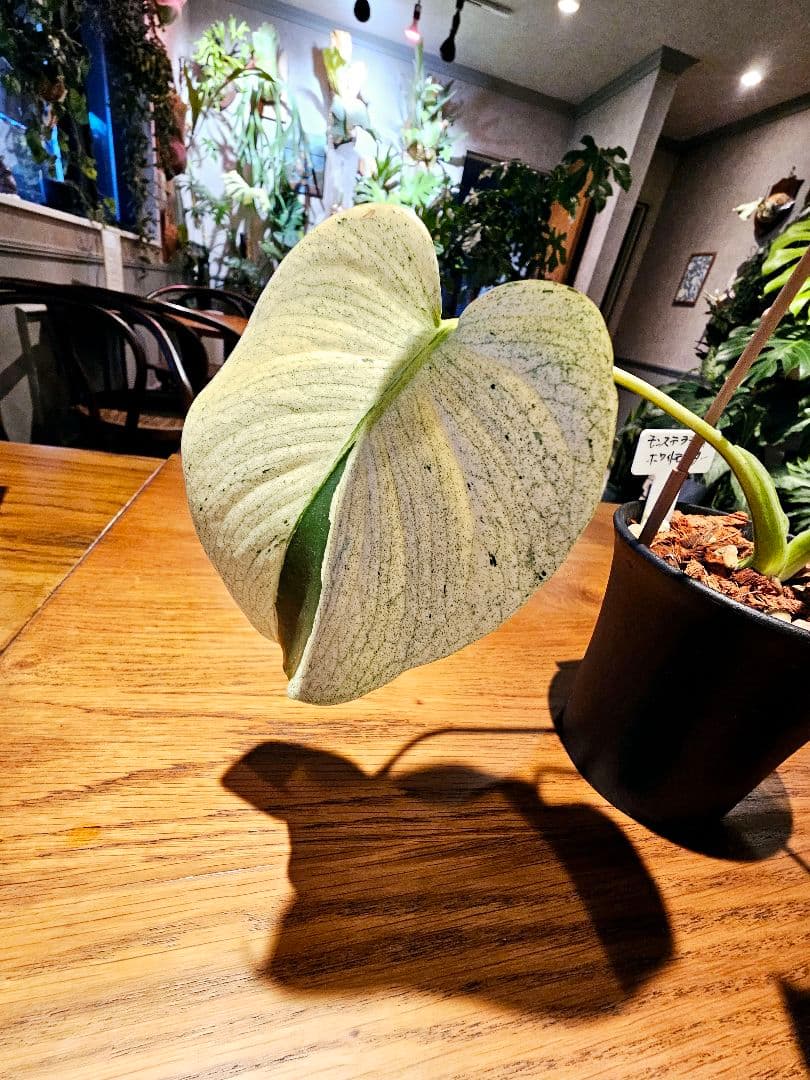 モンステラ　デリシオーサ　ホワイトモンスター　ミント斑　散り斑