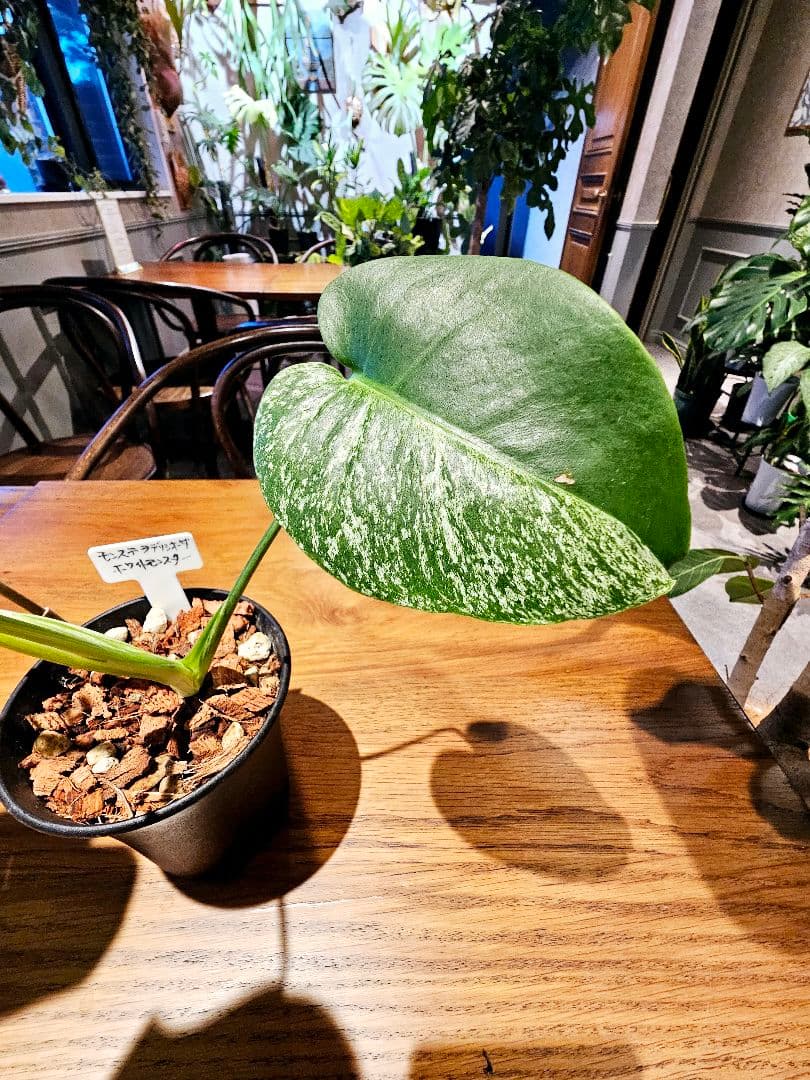 モンステラ　デリシオーサ　ホワイトモンスター　ミント斑　散り斑