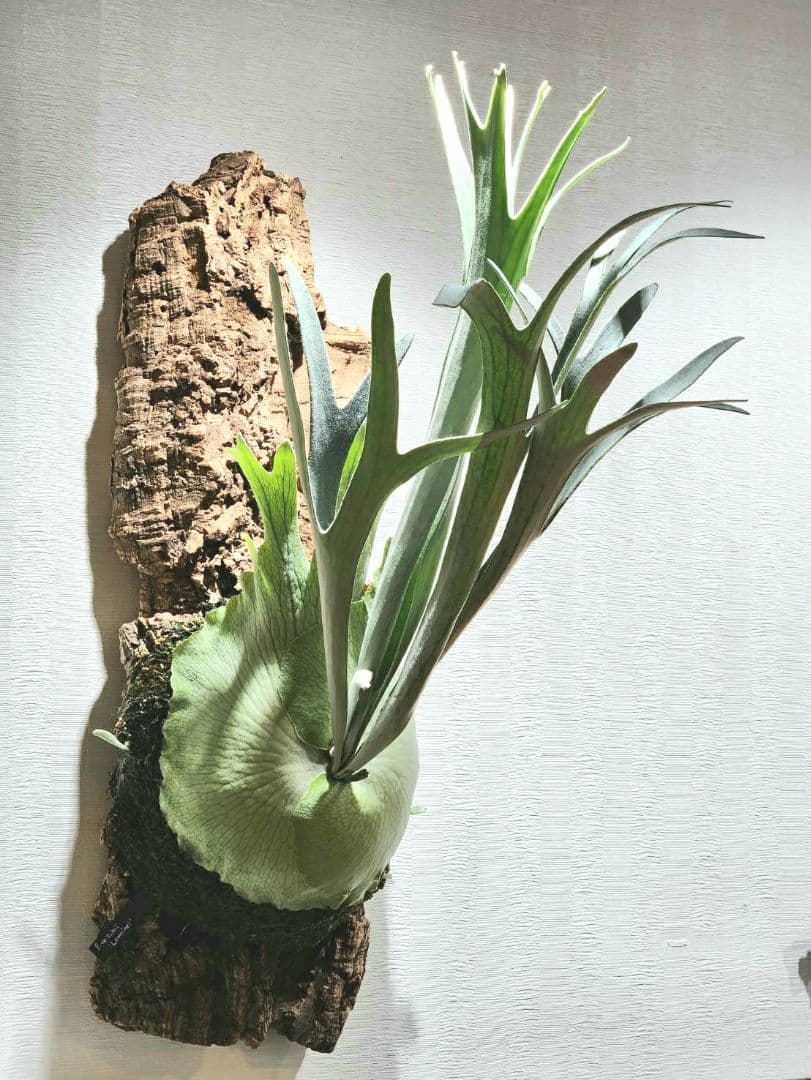 ビカクシダ ビーチー レモイネイ 子株 OC P.veitchii ベイチー