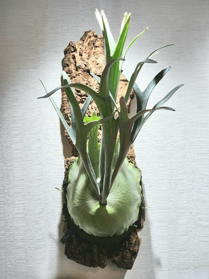 ビカクシダ ビーチー レモイネイ 子株 OC P.veitchii ベイチー