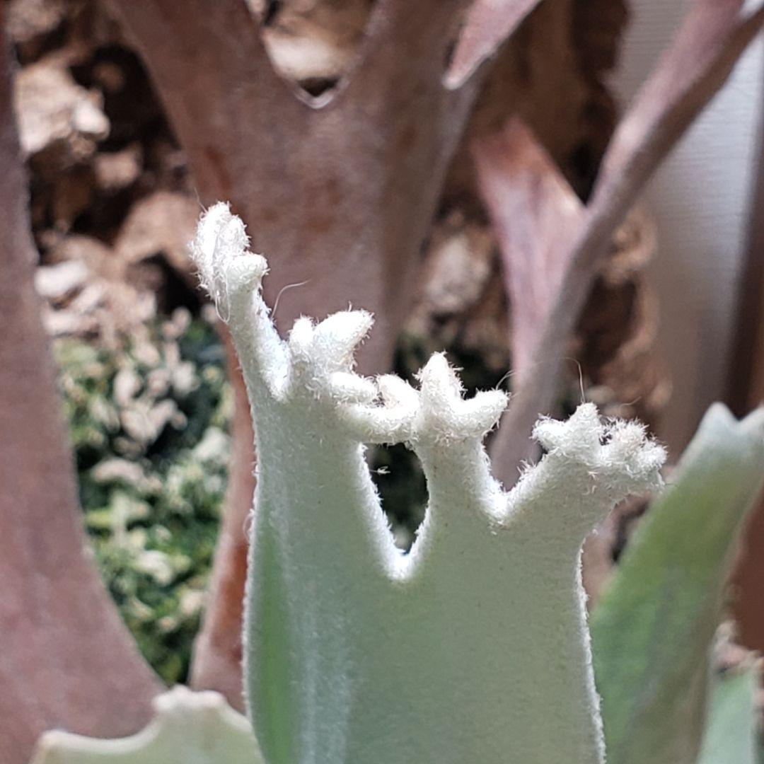 ビカクシダ ビーチー レモイネイ 子株 OC P.veitchii ベイチー