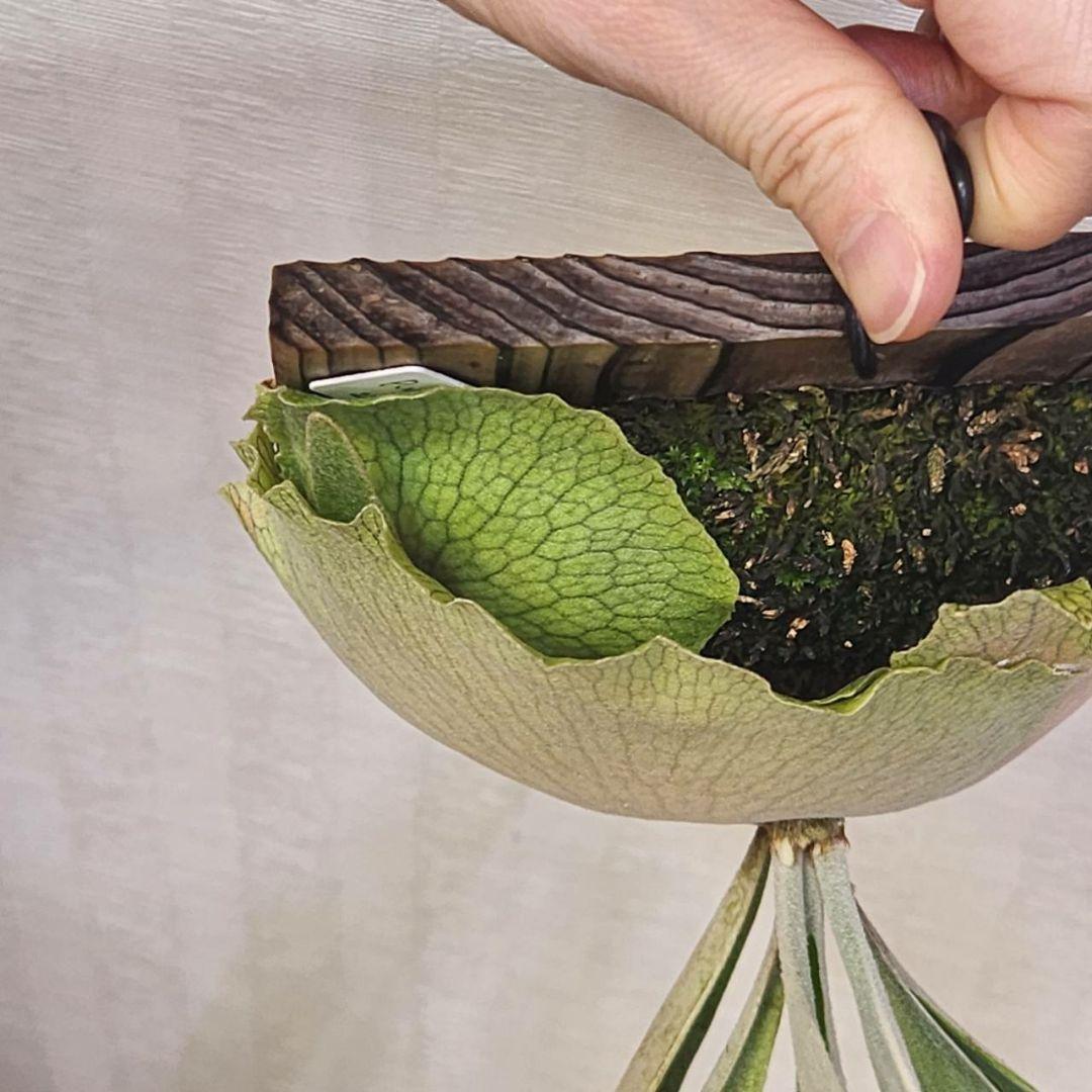 ビカクシダ ビーチー レモイネイ 子株 OC P.veitchii ベイチー