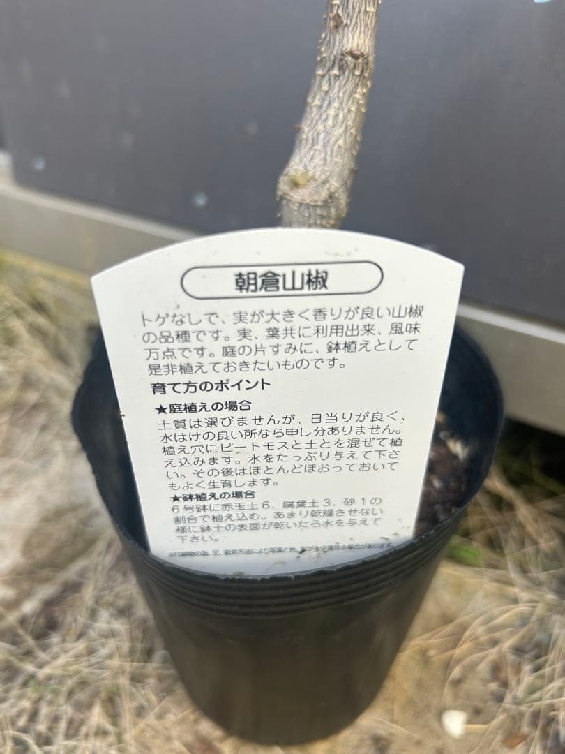 山椒￼ の苗木　接ぎ木超太い3/16新芽が出った