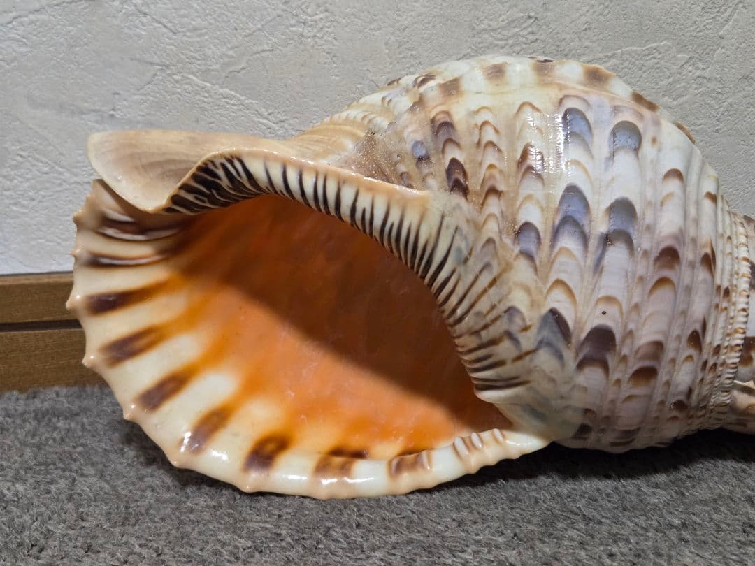 法螺貝＊ほら貝＊ホラ貝　36cm