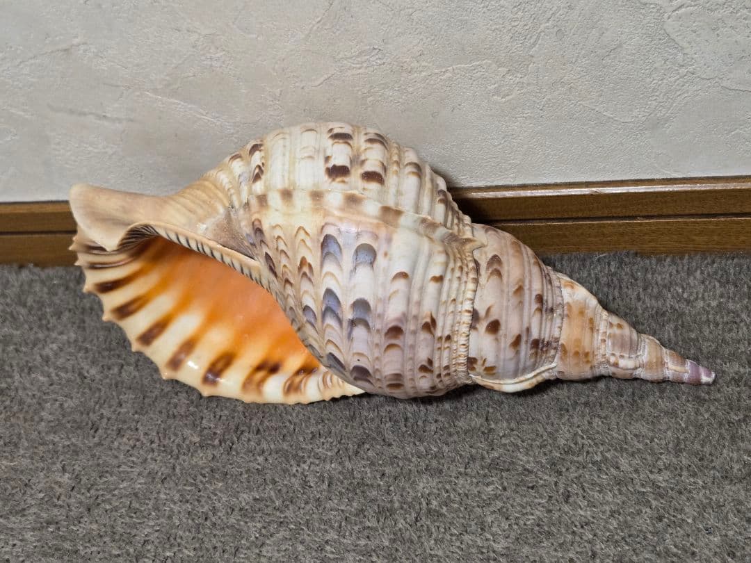 法螺貝＊ほら貝＊ホラ貝　36cm