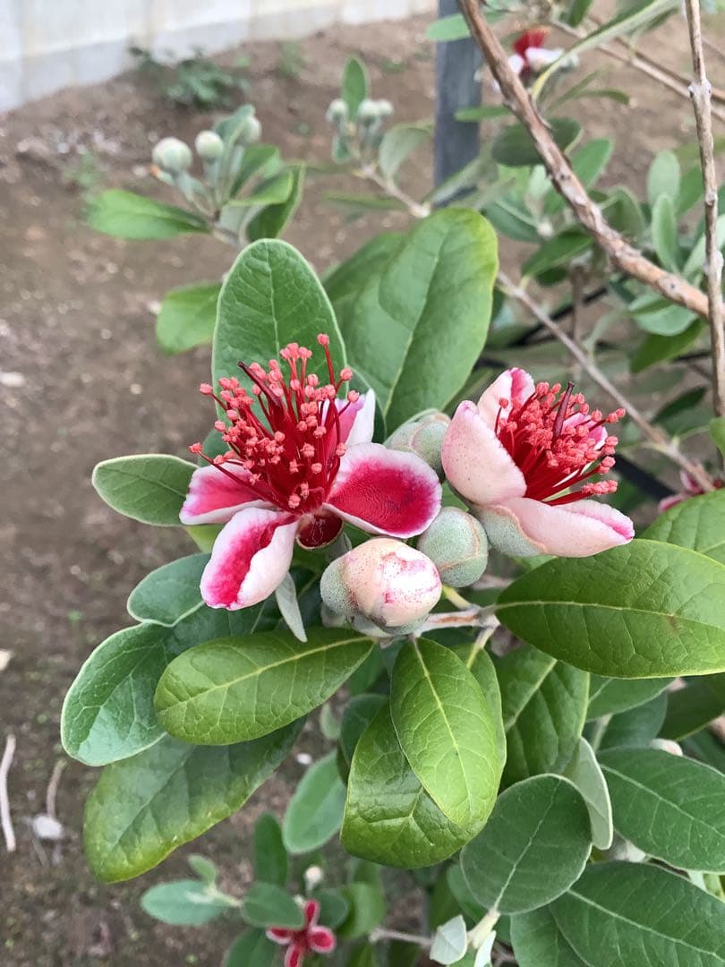 8-2果樹【フェイジョア】樹高約108cm【送料込み】