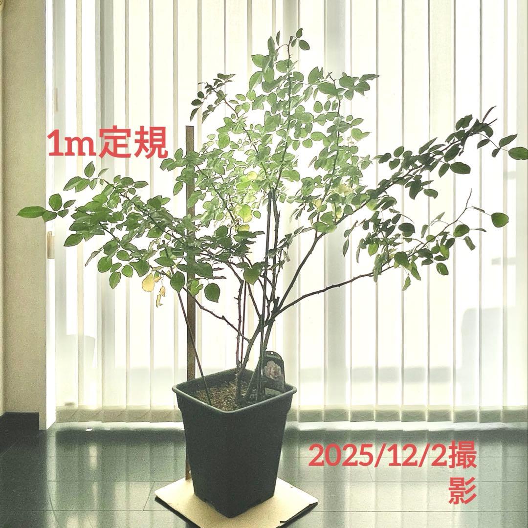 ロサオリエンティス　大苗 バラ苗　9号鉢　初心者向