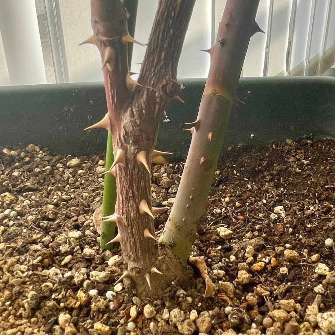 ロサオリエンティス　大苗 バラ苗　9号鉢　初心者向