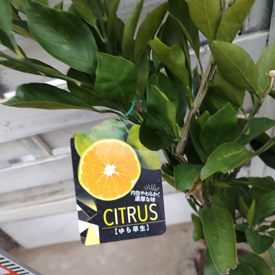 ①ゆら早生みかん 3年生 結実実績あり！