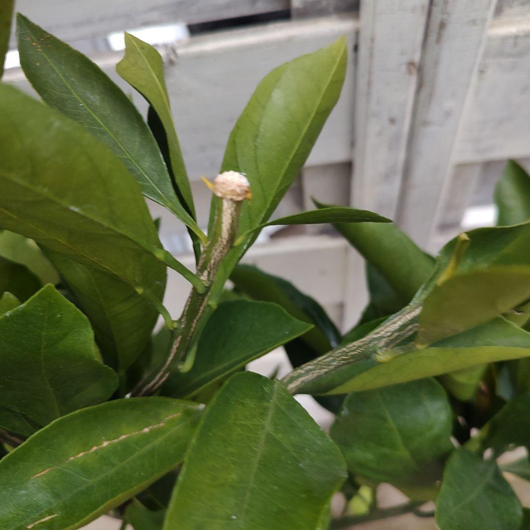 ①ゆら早生みかん 3年生 結実実績あり！