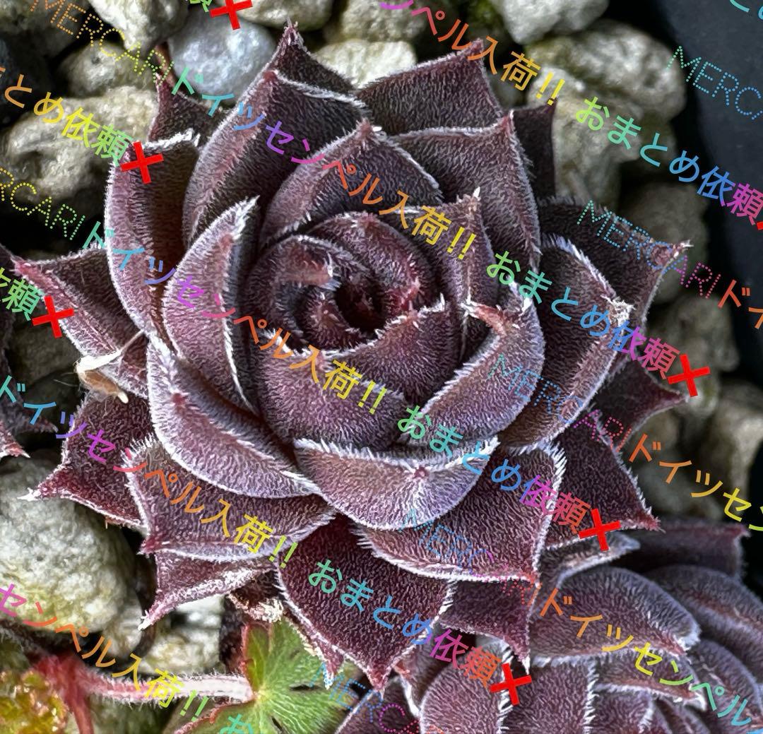 センペルビウム 輸入 Pacific Mauve