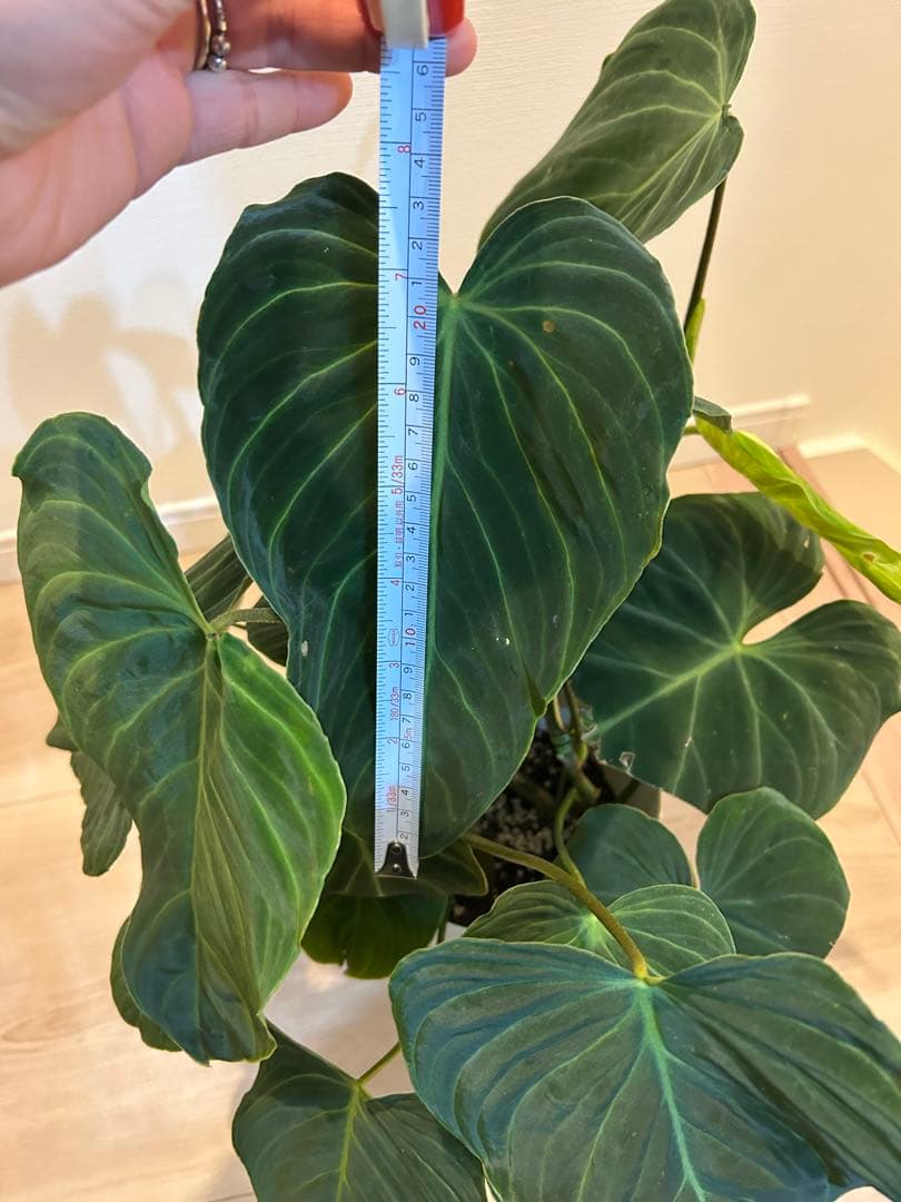 フィロデンドロン　ベルコーサム　6号