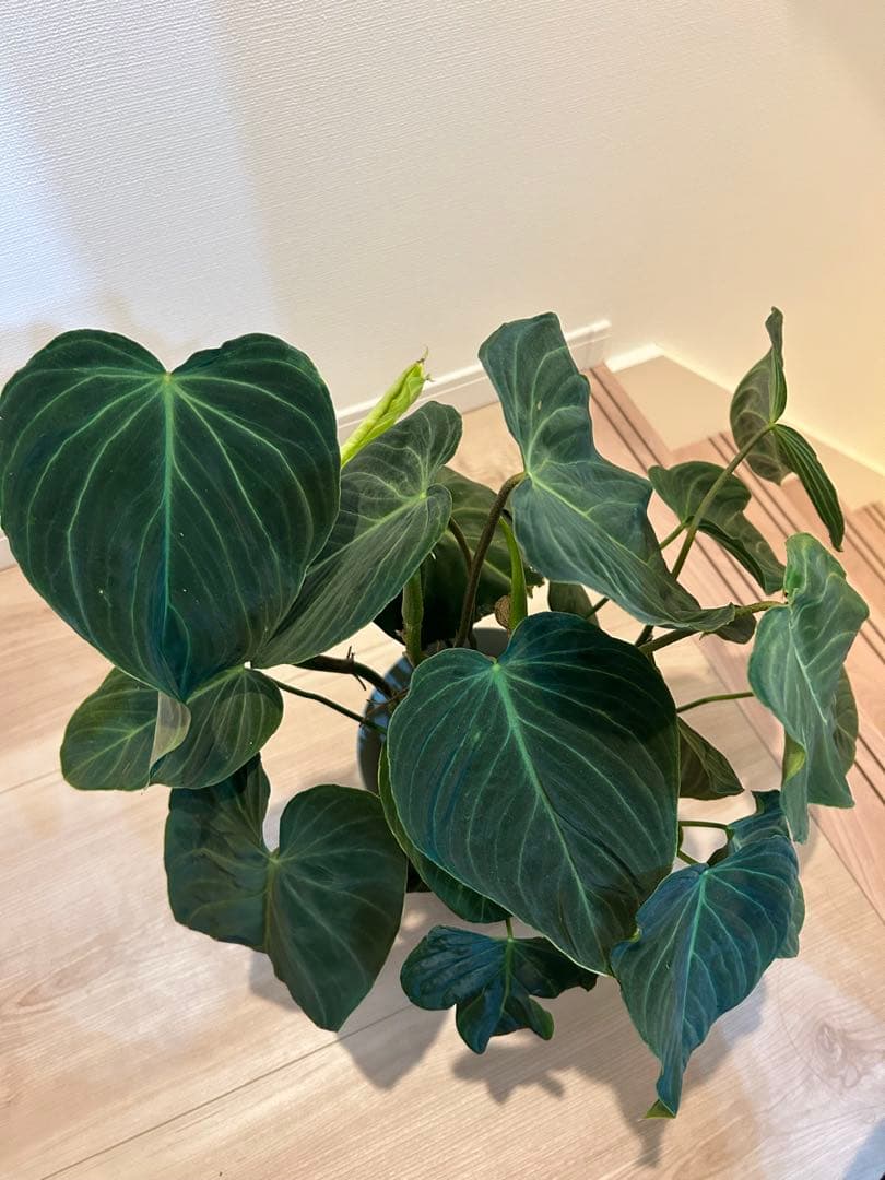 フィロデンドロン　ベルコーサム　6号