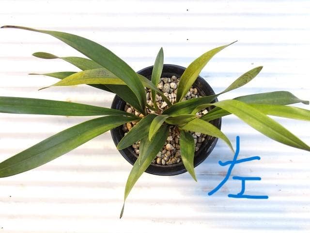ミスマフェット 株分け済み 花芽７つ 鉢抜き発送