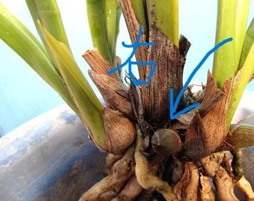 ミスマフェット 株分け済み 花芽７つ 鉢抜き発送