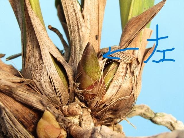 ミスマフェット 株分け済み 花芽７つ 鉢抜き発送