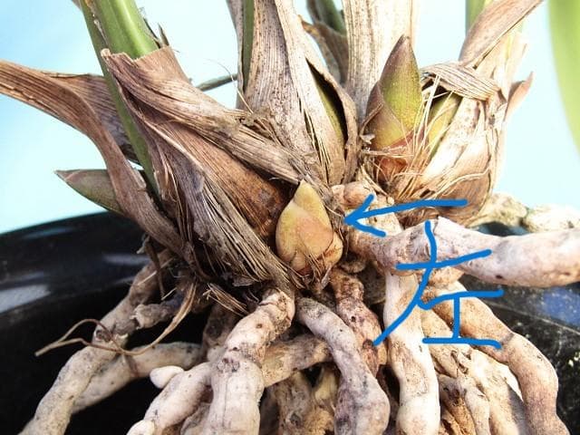 ミスマフェット 株分け済み 花芽７つ 鉢抜き発送