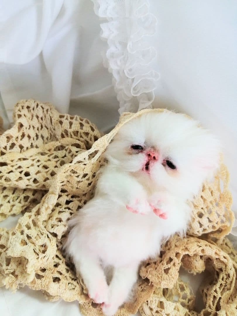 生後15日♡エキゾチック子猫♡可愛いピンキーちゃん♡アートドール♡ぬいぐるみ♡