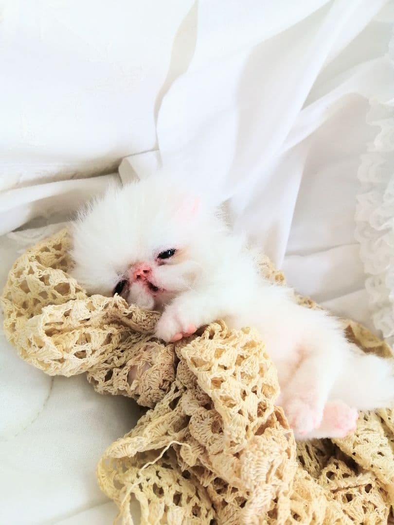 生後15日♡エキゾチック子猫♡可愛いピンキーちゃん♡アートドール♡ぬいぐるみ♡