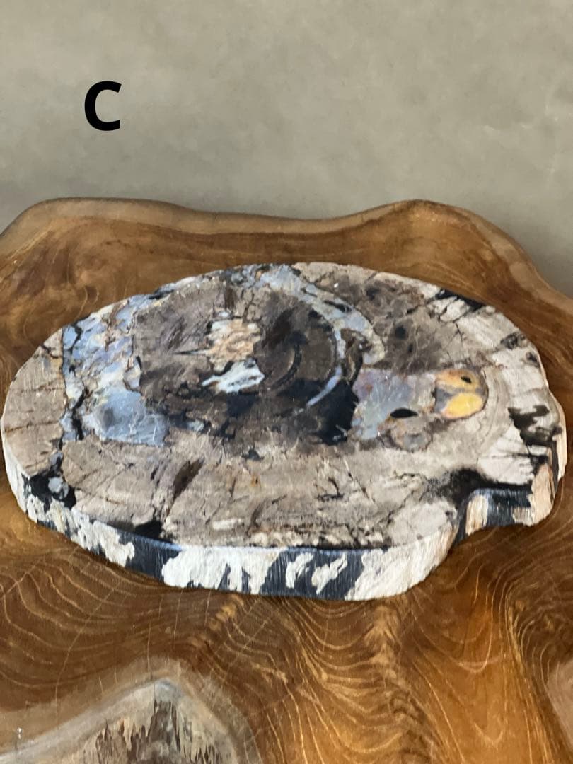 フォッシルプレート　珪化木